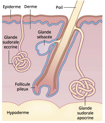 carcinomes annexiels